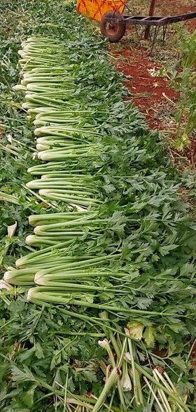 Rau củ quả Đà Lạt