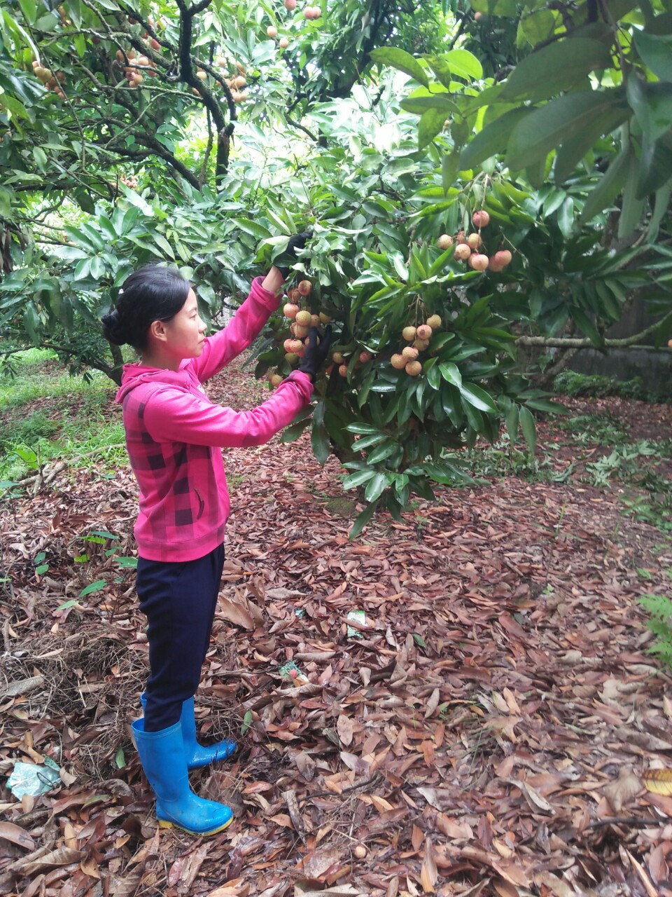 Quách Thị Phượng Quách Thị Phượng