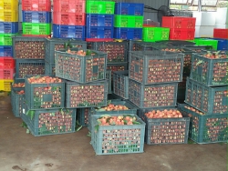 Vải thiều Thanh Hà