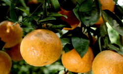 Canh sành anh Mừng