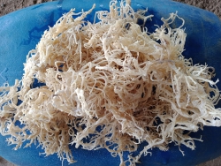 Rong sứ biển khô trắng