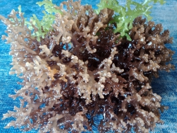 Rong sú biển khô trắng