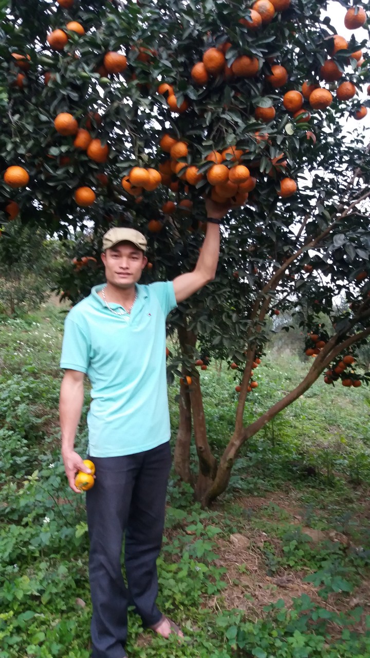 Tổ sản xuất Cam anh Đồng