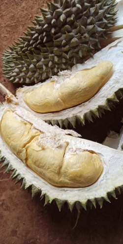 Sầu riêng vườn 