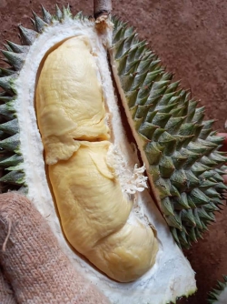 Sầu riêng daklac bơ các loại 