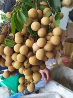 Hoa quả sạch Sơn La