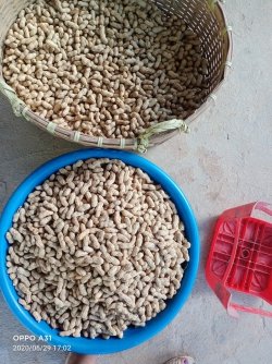 Lạc tươi Sơn La