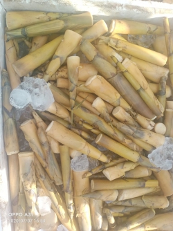 Măng lay Tây Bắc luộc sẵn kèm chẩm chéo