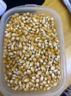 Bắp hạt nổ Mỹ (Làm bắp rang bơ, bỏng ngô)