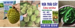 Vựa trái cây Tăng Đường