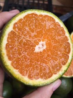 Cam sành hữu cơ Băng Lê