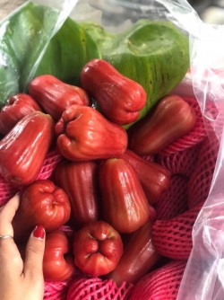 Roi đỏ xuất khẩu Hoàng Quý 868