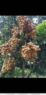 Hợp Tác Xã Hồng Xuân