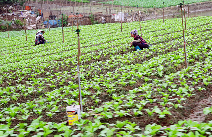 HTX rau an toàn Chiến Thắng