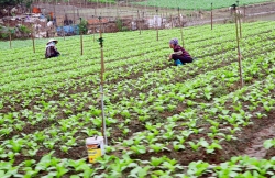 HTX rau an toàn Chiến Thắng