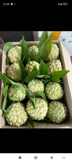 Na chi lăng lạng sơn