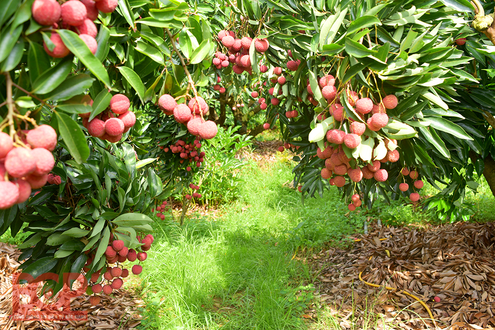 Cần tìm đầu mối tiêu thụ vải Bắc Giang giữa mùa dịch Covid-19